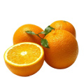 Natural High Quality Sweet Fresh Citrus Mandarin Navel Orange with Low Price